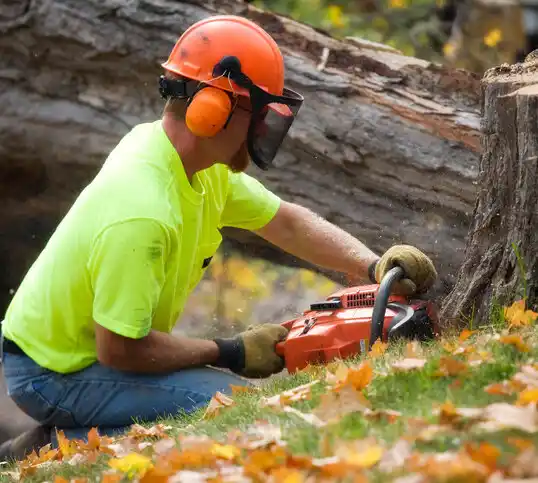 tree services Chauvin